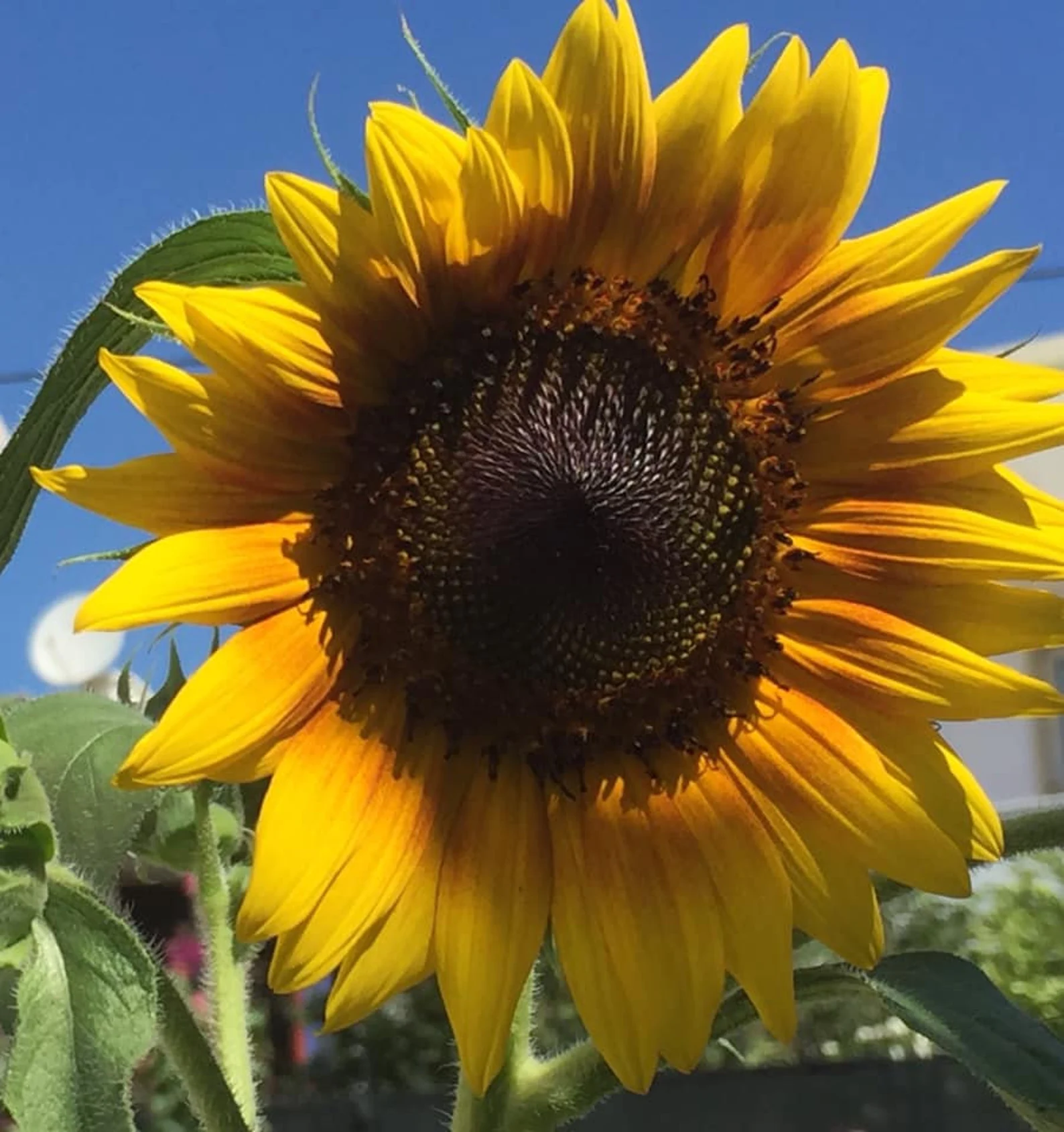 Sunflower Giant Mammoth
