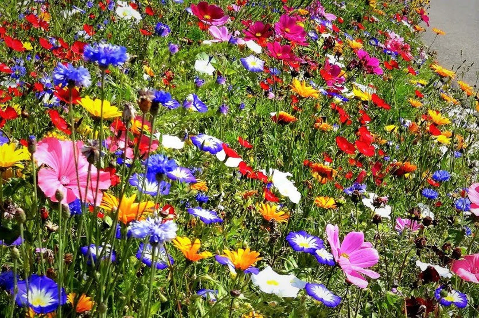 Wildflower Meadow Mix