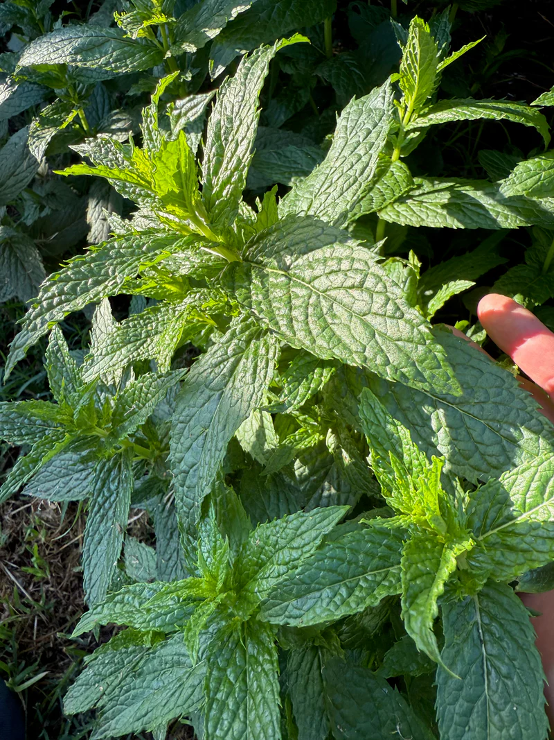 Mint Spearmint Plant