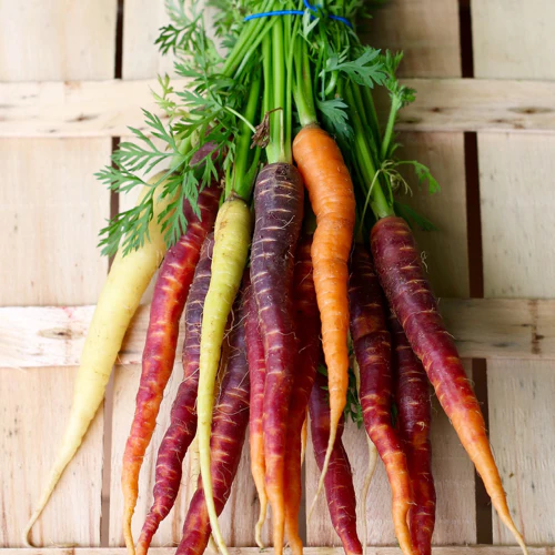 Carrot Rainbow Mix Seeds