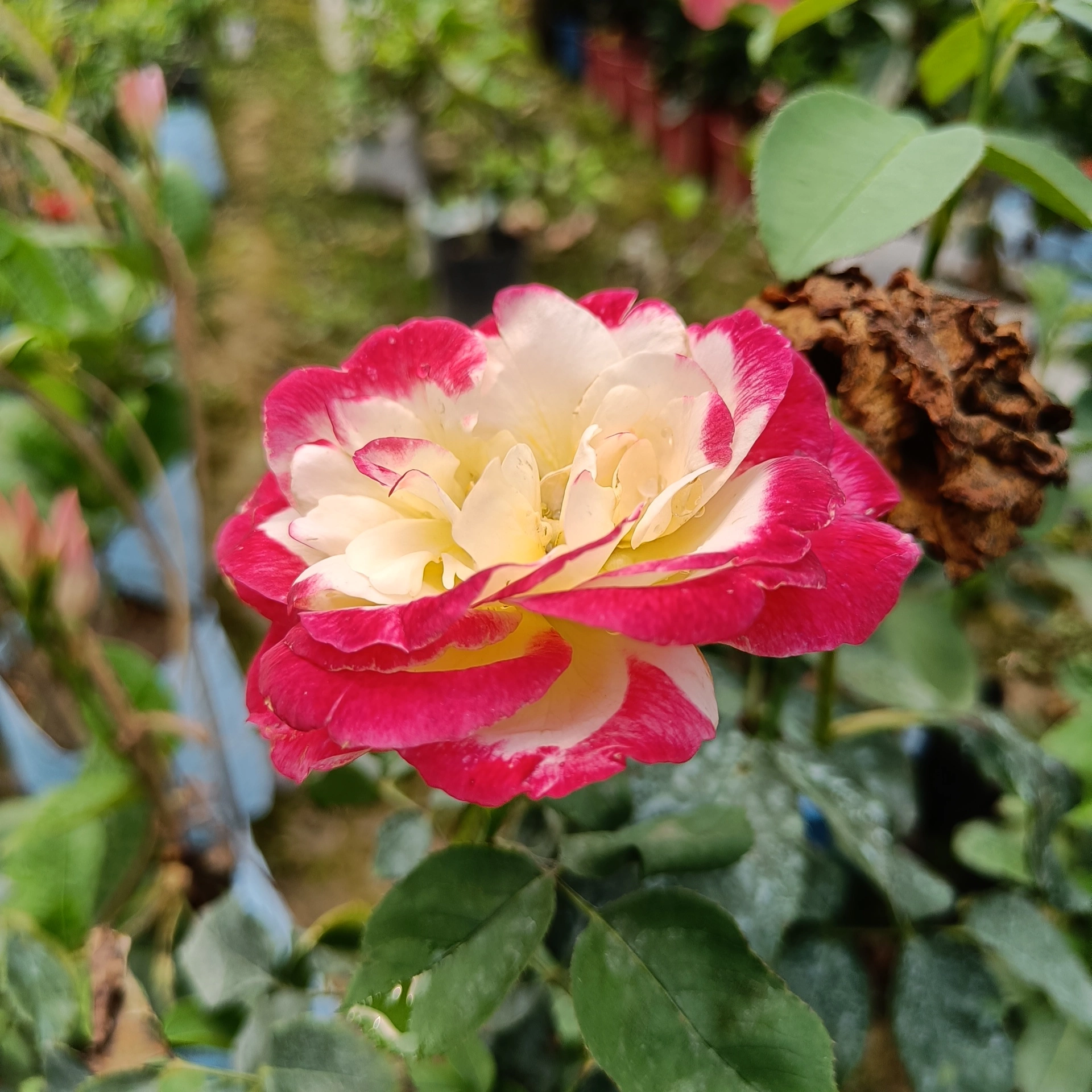 Rose Bush Double Delight